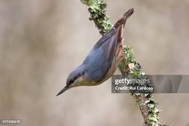 eurasian nuthatch (sitta europaea) - sitta stockfoto's en -beelden