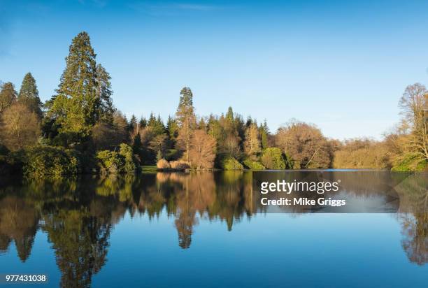 trees reflecting in pond, uckfield, east sussex, england, uk - uckfield stock pictures, royalty-free photos & images