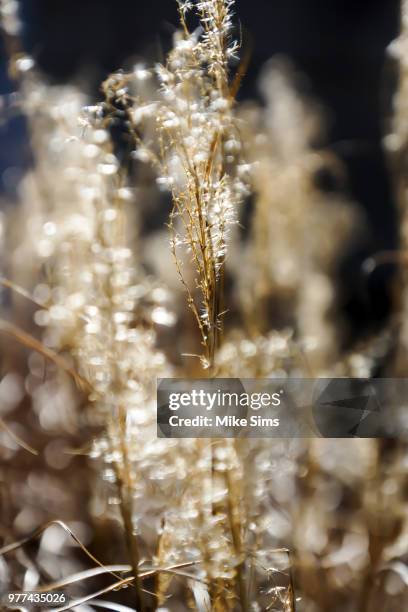 Mike Sims Collection 1,217 Mike Sims Stock Photos, High-Res Pictures, and Images - Getty Images