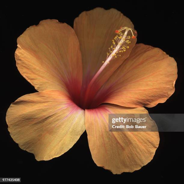 luminous tubules - tubules stock pictures, royalty-free photos & images