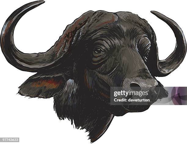 african cape buffalo, isolated on white - buffalo stock illustrations