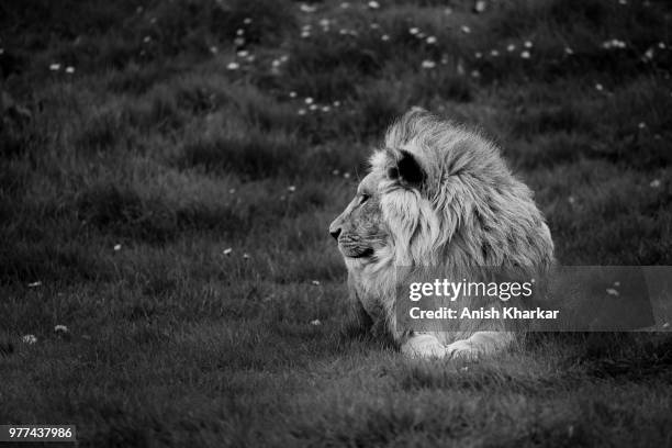 lion (panthera leo) lying in grass, warminster, wiltshire, england, uk - warminster fotografías e imágenes de stock