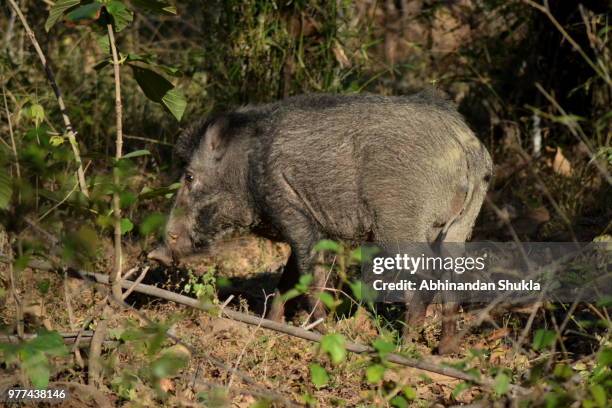 wild boar - abhinandan 個照片及圖片檔