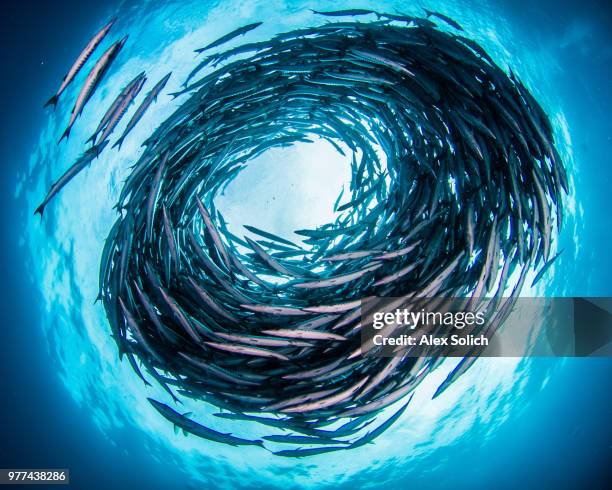 school of barracuda (sphyraenidae) - school of fish stock pictures, royalty-free photos & images