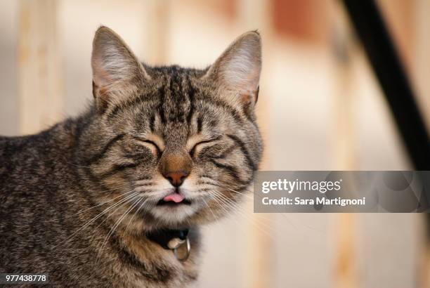 373 Sara A Cat Stock Photos, High-Res Pictures, and Images - Getty
