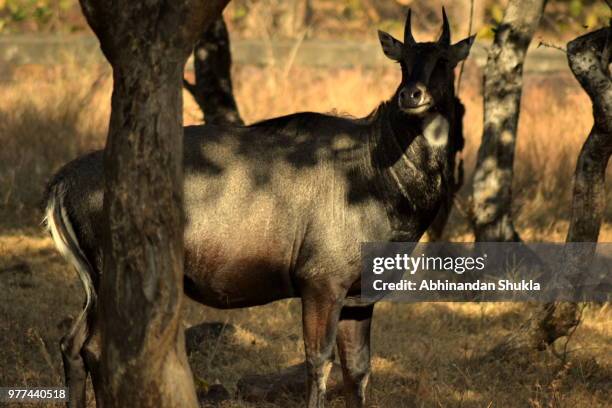 nilgai bull - nilgai stockfoto's en -beelden