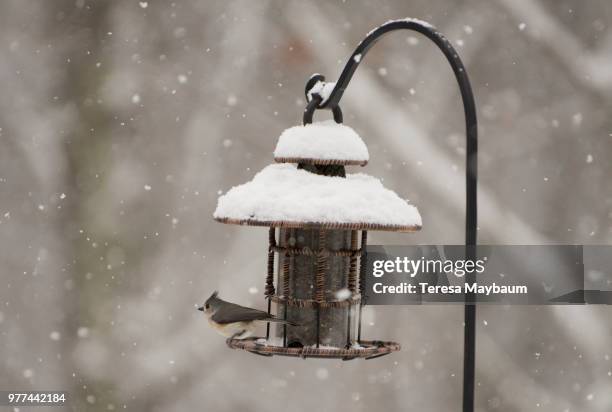 bird perching on bird feeder, blacksburg, virginia, usa - blacksburg stock pictures, royalty-free photos & images