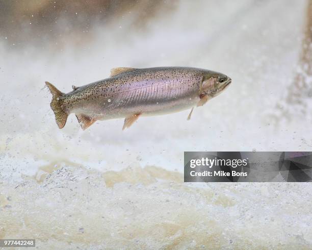 Flight Ranch Fish 3,735 Inflight Stock Photos, High-Res Pictures, and Images - Getty Images