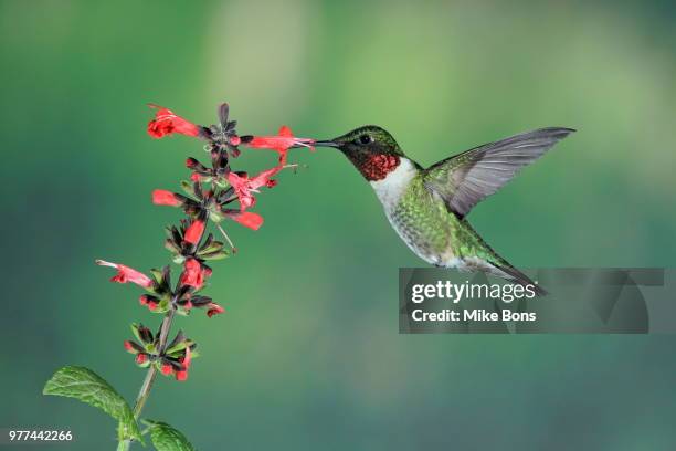 ruby-throated hummingbird (archilochus colubris) feeding from salvia flower - ruby throated hummingbird photos et images de collection