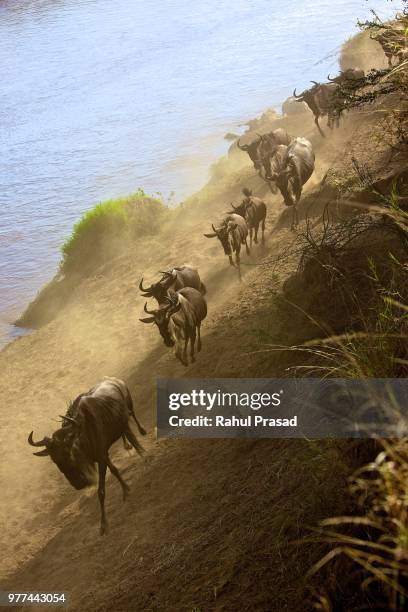 stampede! - wildebeest stampede stock pictures, royalty-free photos & images