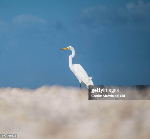 garza en su nube de piedra - nube - fotografias e filmes do acervo