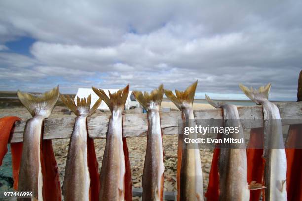 arctic char tails - arctic char stock-fotos und bilder