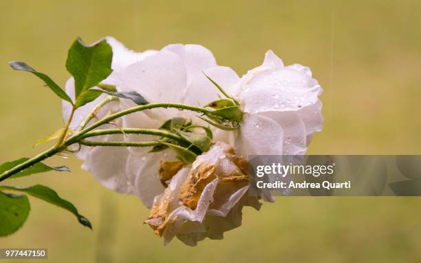 under the rain.. - tre quarti stockfoto's en -beelden