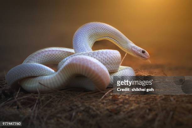 leucistic rat snake - rat snake stock pictures, royalty-free photos & images