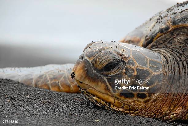 sea turtle on black sand beach - kona coast imagens e fotografias de stock