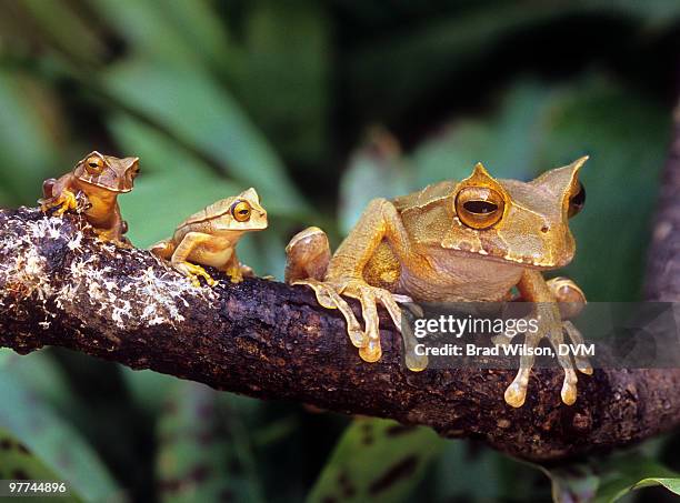 marsupial horned frog, gastrotheca cornuta - animal joven fotografías e imágenes de stock
