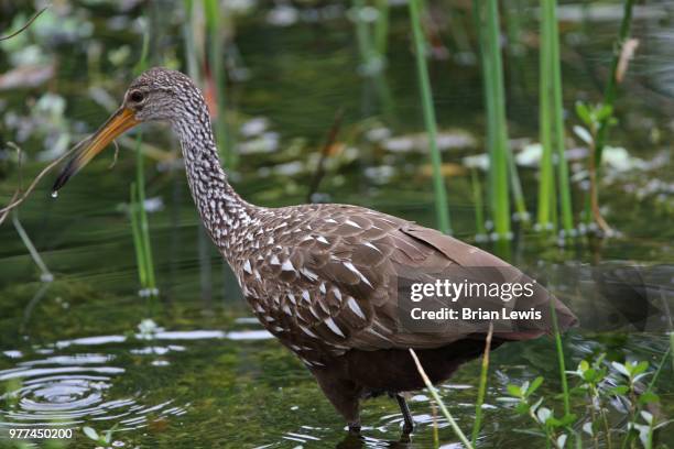 thirsty - lewis v hunt stock pictures, royalty-free photos & images