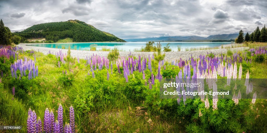 Lake Tekapo and flowers, New Zealand