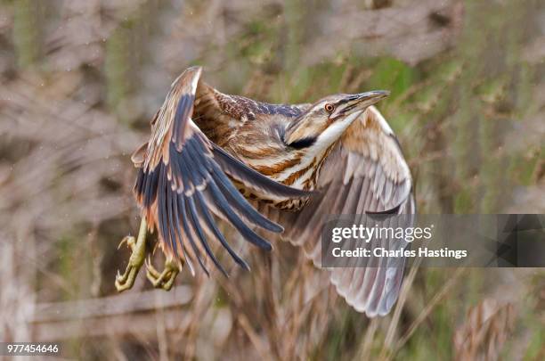 American Bittern Photos and Premium High Res Pictures - Getty Images