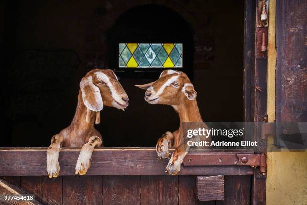 two goats leaning on barn door, england, uk - ziege stock-fotos und bilder