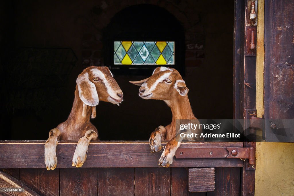 Two goats leaning on barn door, England, UK