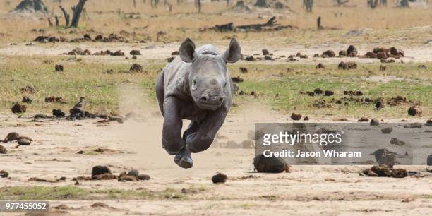 young rhino running in savannah, zimbabwe - rhinoceros stock-fotos und bilder
