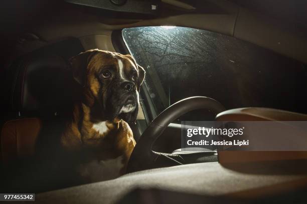 german boxer driving car, duisburg, germany - dog in car photos et images de collection