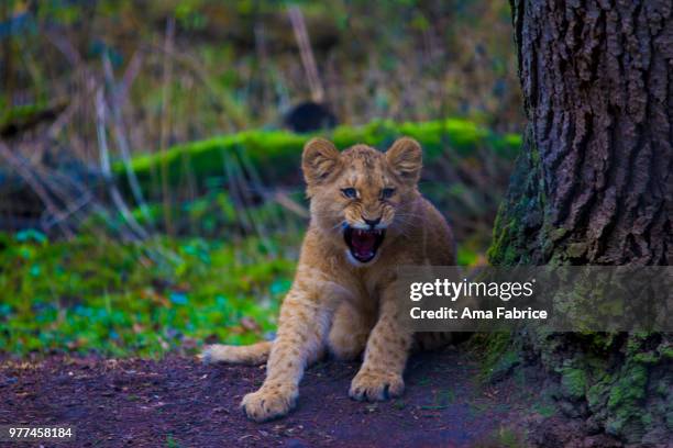 lionceau - lionceau stock pictures, royalty-free photos & images