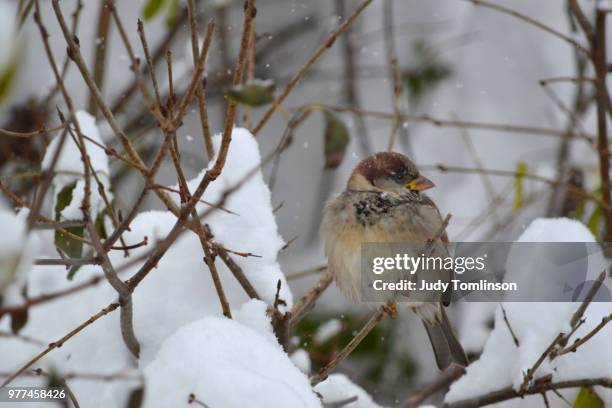 snowy sparrow - judy winter stock-fotos und bilder