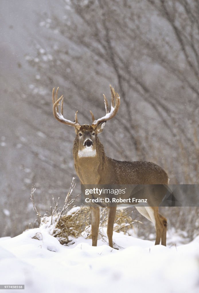Whitetail buck in snow