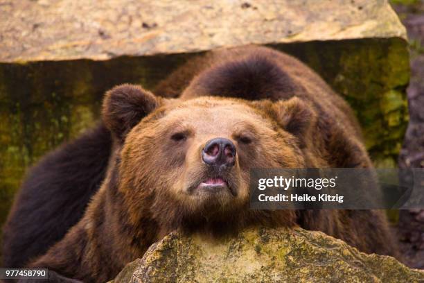 tired brown bear - omnivorous stock pictures, royalty-free photos & images