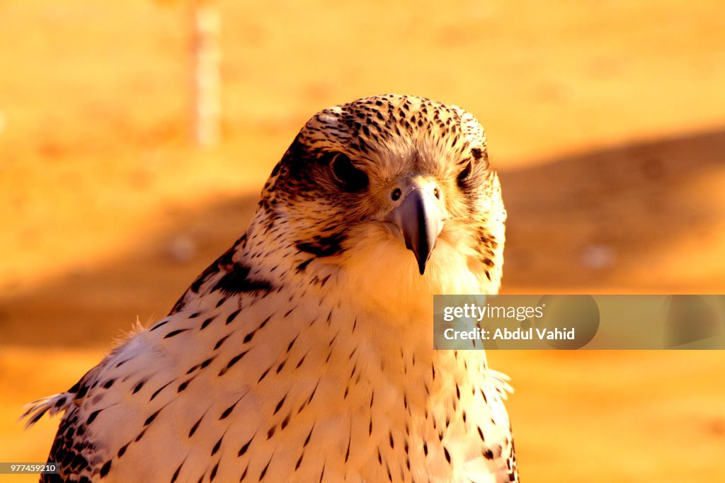 Portrait of gyrfalcon (falco rusticolus)