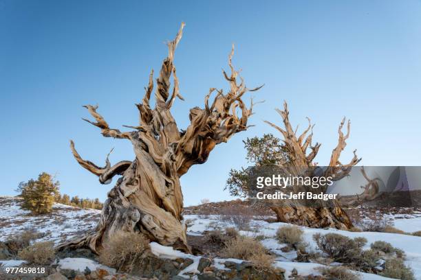 bristlecone pines in snow, california - bristlecone pine stock pictures, royalty-free photos & images