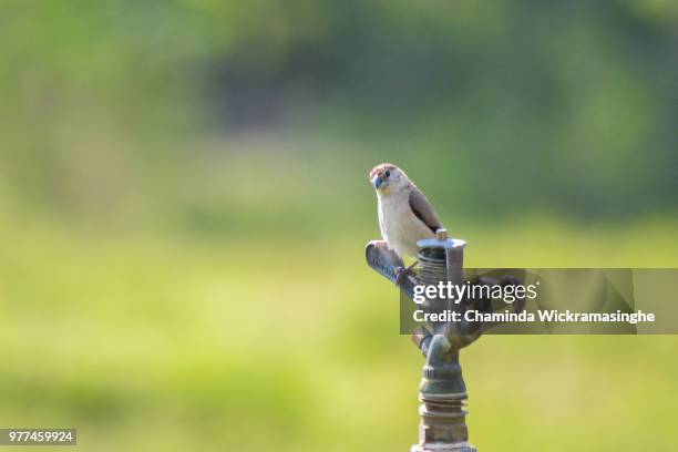 white-throated munia (lonchura malabarica) - malabarica stock pictures, royalty-free photos & images