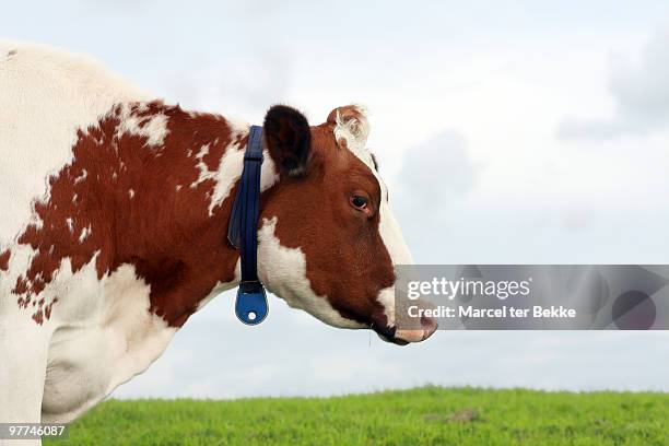 moody cow - livestock tag stock pictures, royalty-free photos & images