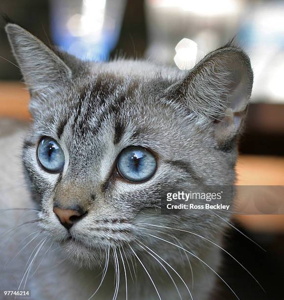 portrait of cat - beckley stock pictures, royalty-free photos & images