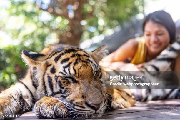 touristischen petting tigerbaby - indochinese tiger stock-fotos und bilder