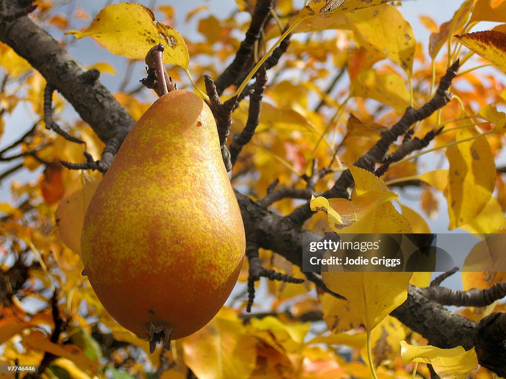 Yellow Pear