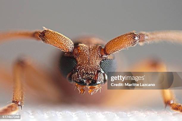 Willie's Insecto 300 Insecto Stock Photos, High-Res Pictures, and Images - Getty Images