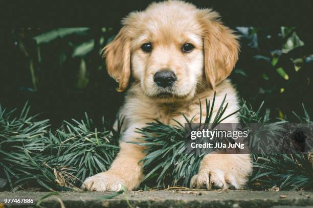 the puppy under the chair - jung young ju - fotografias e filmes do acervo