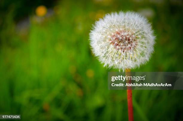 Cardiff Spring 827 Cardiff Spring Stock Photos, High-Res Pictures, and Images - Getty ...