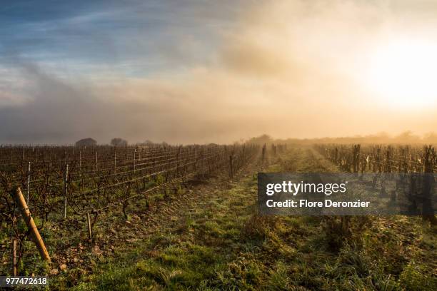 soleil levant sur le vignoble - sunrise on the the vineyard - flore ストックフォトと画像