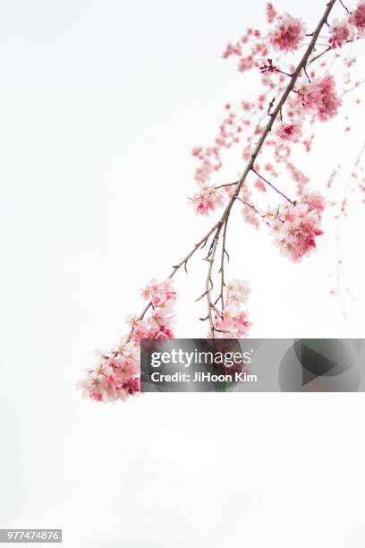 cherry blossom - prunus mume stockfoto's en -beelden