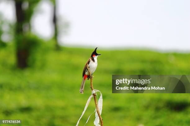 red whiskered bulbul perching on branch with open beak, kerala, valparai, india - bulbuls stock pictures, royalty-free photos & images