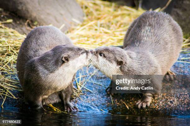 kissing otters - cute otter stock pictures, royalty-free photos & images