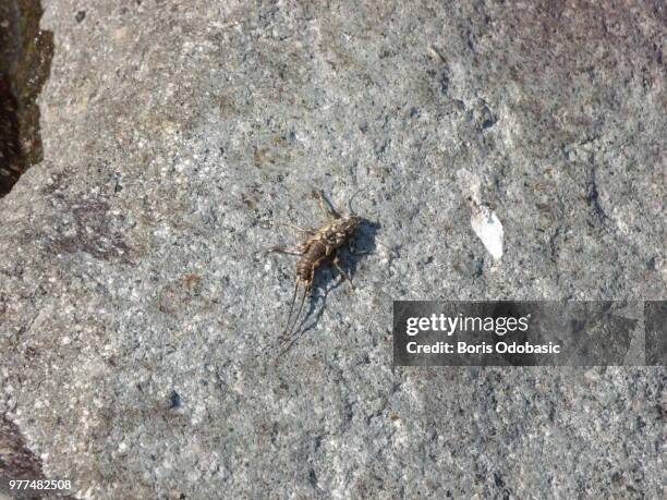 Stonefly Shell Stonefly Photos and Premium High Res Pictures - Getty Images