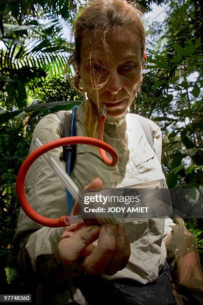 Doctor Adeline Soulier-Perkins of the National Museum of Natural History captures insects to study the biodiversity of the mangrove on February 10,...