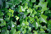 ivy leaves closeup