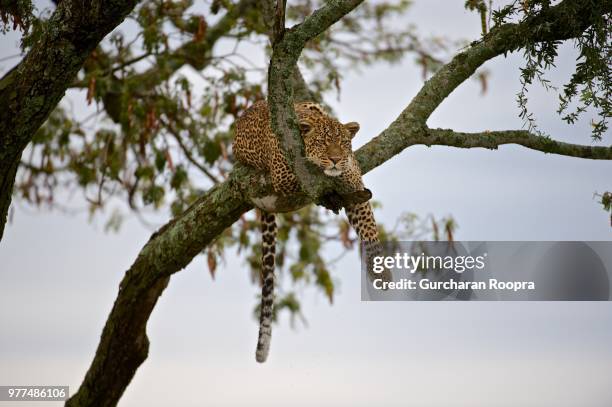 leopard (panthera pardus) lying on branch, narok, kenya - narok ストックフォトと画像