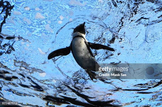 penguin  (aquarium) - galapagos penguin stock pictures, royalty-free photos & images